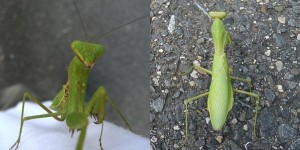 ハラビロカマキリ