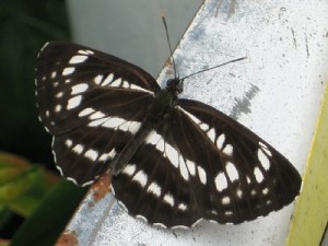 ホシミスジ