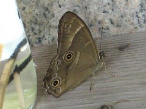 ヒカゲチョウ