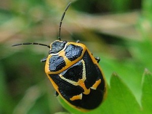 ナガメ