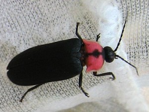 ゲンジボタル