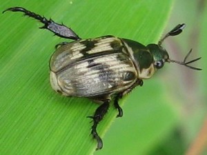 セマダラコガネ