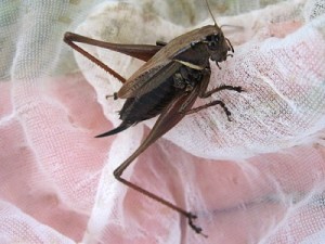 ヒメギス