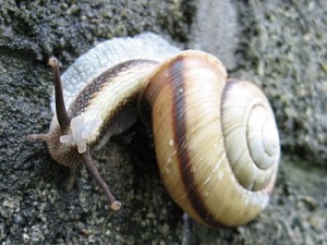 クチベニマイマイ