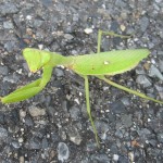 ハラビロカマキリ