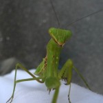 ハラビロカマキリ