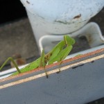 ハラビロカマキリ