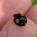 ナミテントウ　オレンジ４紋