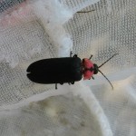 ゲンジボタル