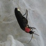 ゲンジボタル