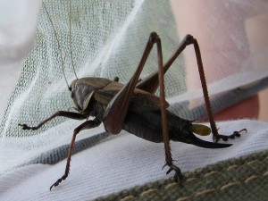 ヒメギス