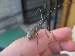 キボシカミキリ