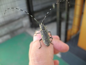 キボシカミキリ