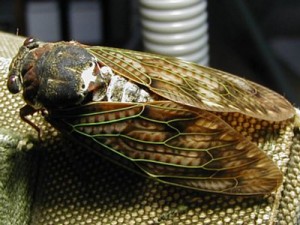 アブラゼミ