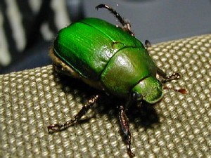 アオドウガネ