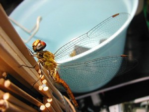ウスバキトンボ