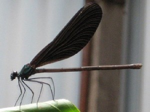ハグロトンボ