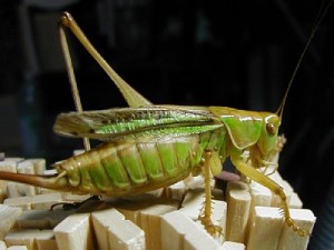 キリギリス
