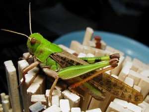 トノサマバッタ