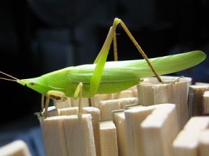 クビキリギス