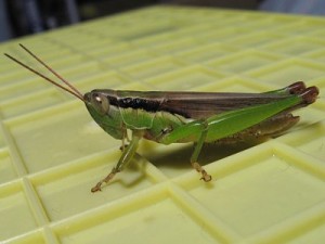 ハネナガイナゴ