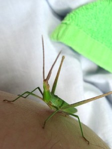 ショウリョウバッタ