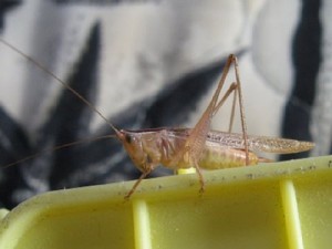 ホシササキリ