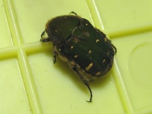 コアオハナムグリ