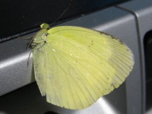 キチョウ