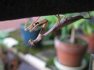 コカマキリ