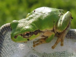 ニホンアマガエル