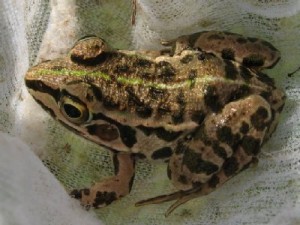 トノサマガエル
