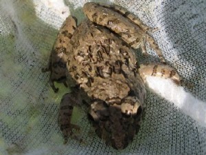 ツチガエル