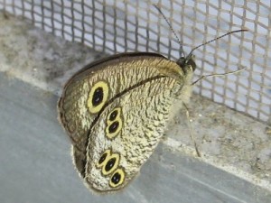 ヒメウラナミジャノメ