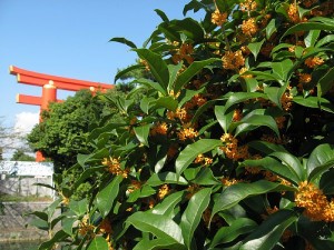キンモクセイ