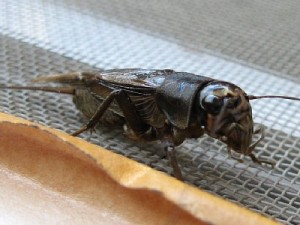 エンマコオロギ