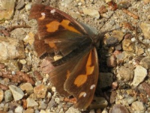 テングチョウ