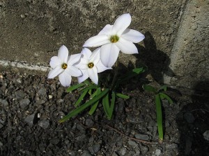 ハナニラ