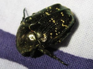 シロテンハナムグリ