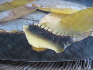 ツマグロヒョウモンの幼虫