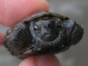 クサガメ