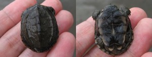クサガメ