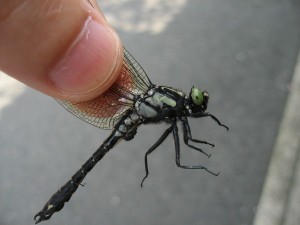 ホンサナエ