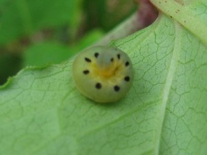 ハグロハバチの幼虫