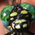 onagasanae