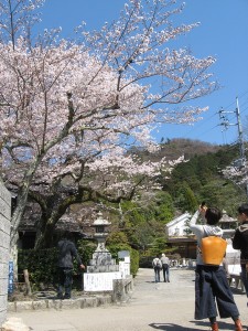 sakura11040503