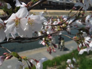 sakura11040603