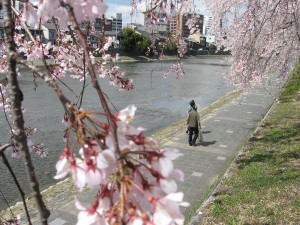 sakura11040708