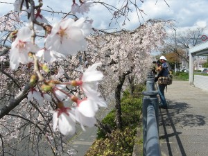 sakura11040709