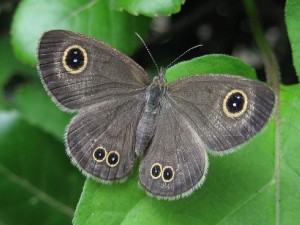 ヒメウラナミジャノメ